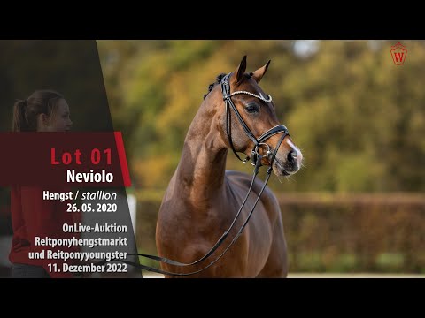 OnLive-Auktion 11. Dezember 2022 Lot 01 Nevilo Hengst v. Neverland WE - Cyrill WE