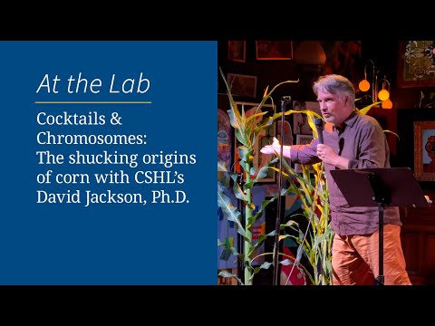 Cocktails & Chromosomes: The shucking origins of corn with CSHL’s David Jackson, Ph.D.
