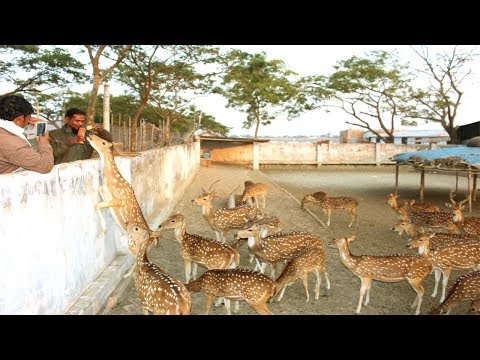 download lagu mp3 mp4 Buy Axis Deer, download lagu Buy Axis Deer gratis, unduh video klip Buy Axis Deer