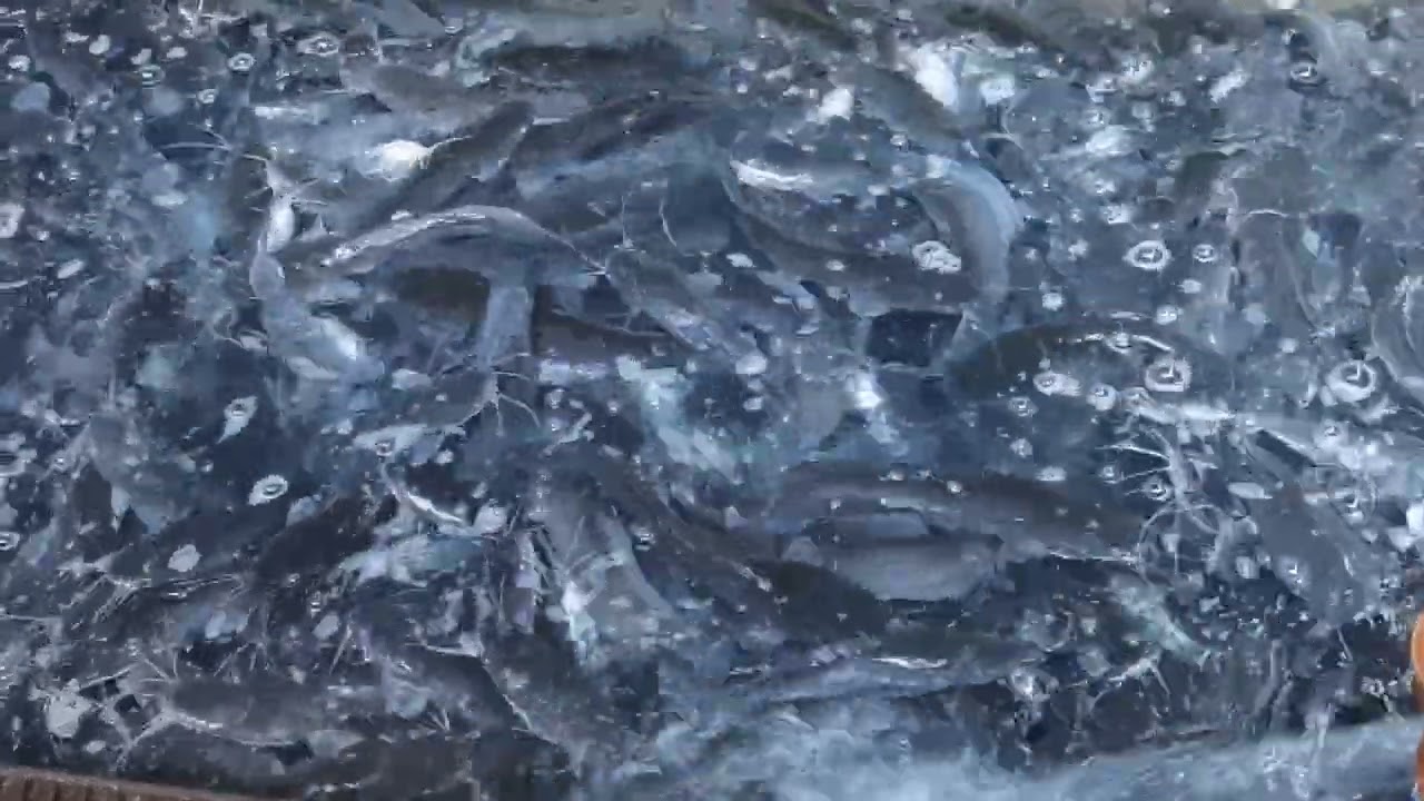 Бассейн перед отгрузкой