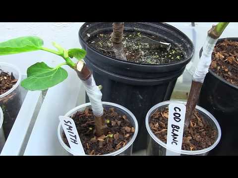 Grafting Fig Trees | Chip Bud Grafting