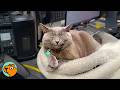 Rescue Cat Runs The Vet Clinic And Takes His Job Seriously Cuddle Buddies