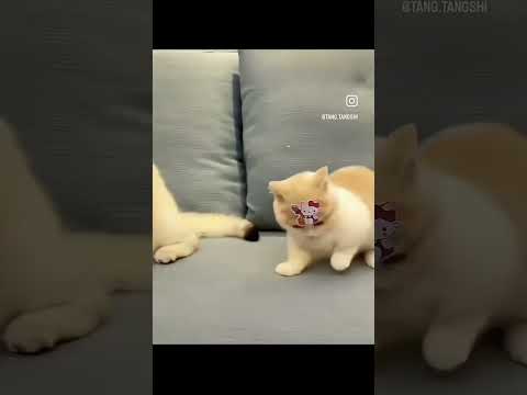 Funny cats 😂❤️ #shortsvideo #funny #shorts #catshorts
