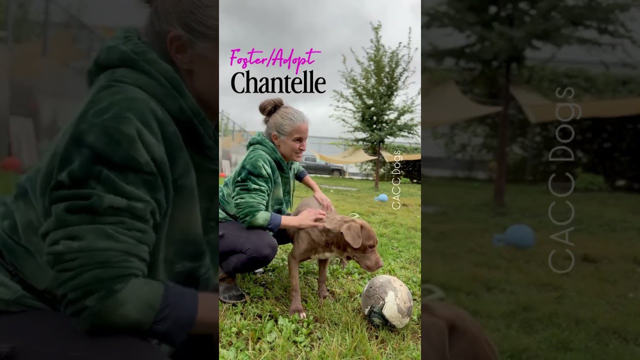 Chantelle's Video 2