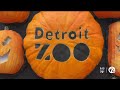 Feeling Fresh At The Detroit Zoo For Fun Fall Fridays