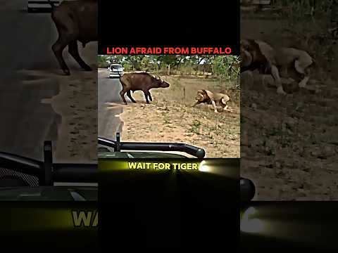 Lion vs Tiger🤯👑 #trending #shorts #animals #lion #tiger #buffalo #king #sigma