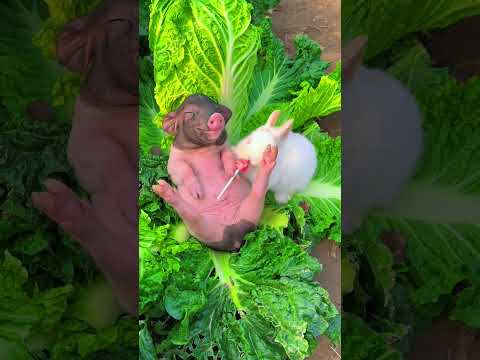 Adorable Garden Vandals: Rabbits and Piglets Ravaging Vegetable Patches #cute #pets  #funny  #rabbit