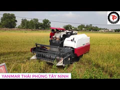 Máy Gặt YANMAR YH850 Tại Ngã Ba Vịnh Tp Tây Ninh