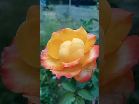 eswari gorten#flower #goretanse #nature #lovefeeling #tamil #caring #flower