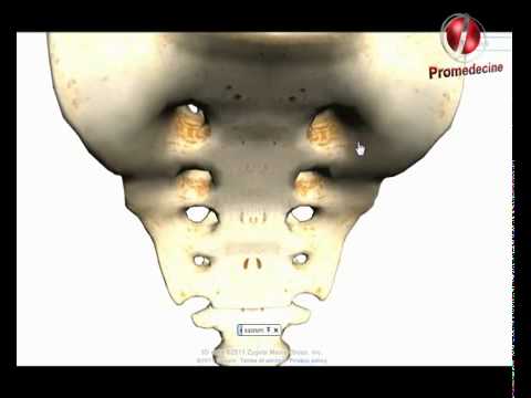 comment soulager fracture coccyx