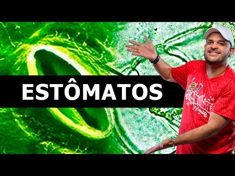 Stomatology theory to help you ace the questions.