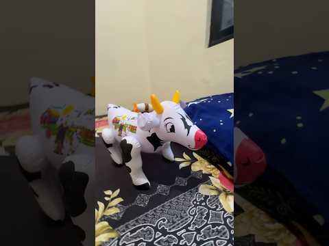 Sapi Qurban Ku Masuk Ke Kamar Tidur Tetangga #sapi #sapilucu #sapiqurban #iduladha #sapisuper