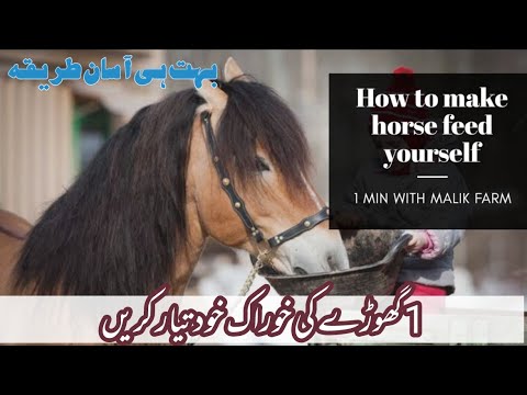 Horse Breeds
