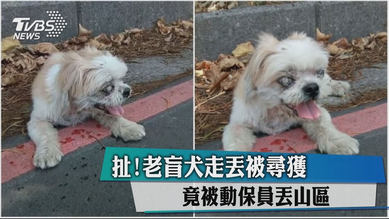 扯!老盲犬走丟被尋獲 竟被動保員丟山區