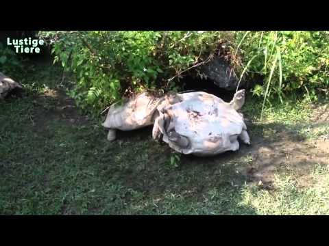 Tiere sind fantastisch - Witzigstes Tiere Kompilation Januar 2015