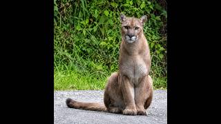 Cougar  in the Santa Cruz Mountains.