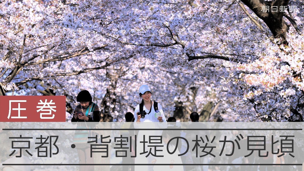 京都の「背割堤」で桜が満開、1.4キロに220本のソメイヨシノ