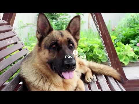 QENI ME I PASUR NE BOTE 500 MILION DOLLAR 😳