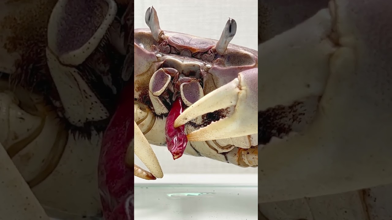 The most spicy crab.