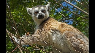 Amazing Colours of Madagascar - Travel Snapshots 4K (Ultra HD)