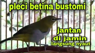 Download lagu Pleci Betina bustomi Memanggil jantan mp3