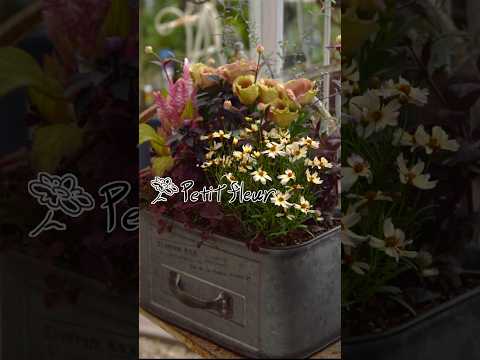 園芸 大輪キキョウ、大輪キキョウ、フキダシフラワー