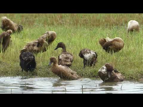 How to Raising Millions of Duck on Rice Field For Meat - Free range Duck Farming Technique