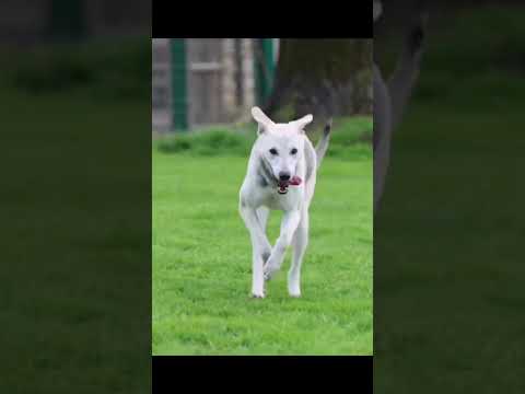 Video di BABA