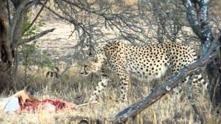 preview picture of video 'Cheetah mother and cup feeding on Impala Manyeleti GR Tintswalo Safari Lodge'