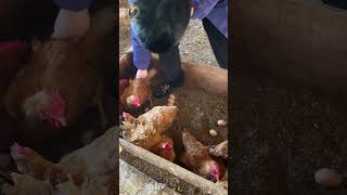 Download lagu Memanen telur organik. Apakah telur ayam kampung baik? mp3