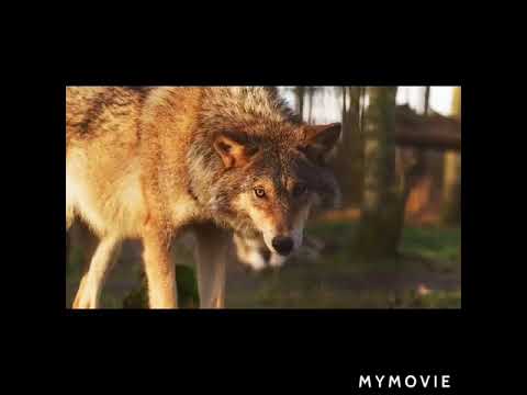 feri arko nature video aayo yopani heridinu hola