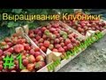 Выращивание клубники для чайников #1 (Предисловие) 