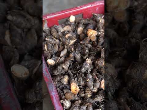 produção da mandioquinha | parte 3