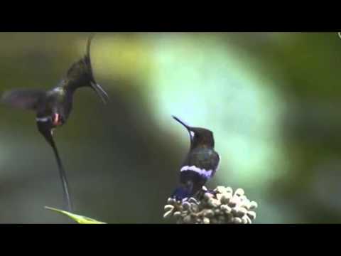 Kolibri (udvarlás)