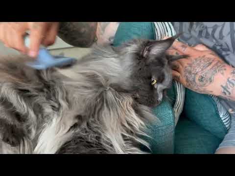 Salma’s Spa Day Turning on the Diesel Engine 🚜💤