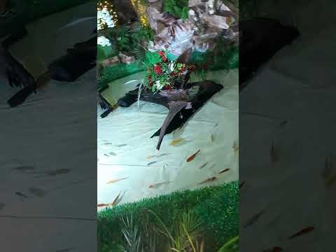 Cidade de Glória do Oeste está linda