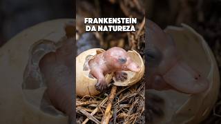 Um dos animais mais curiosos do mundo