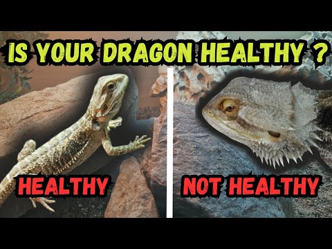 5 Signs Your Bearded Dragon Is Happy and Healthy