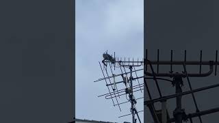 ［自然音］よく聞く謎の音の正体　#キジバトの鳴き声 ハト #自然音 #ハト