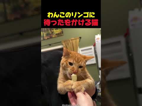 わんこのリンゴに猫のおねだりが止まらない