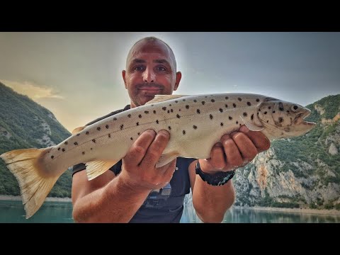 Lake Trout "Ogulinka" l Piva Lake l Montenegro l Jezerska pastrmka l Pivsko jezero l Crna Gora l