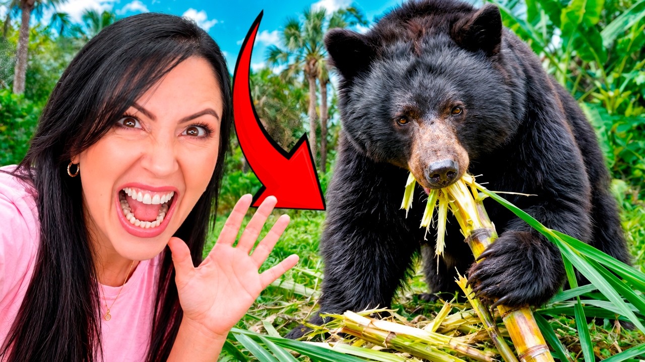 El OSO se Está COMIENDO Nuestra Caña de Azúcar 😱 Sandra Cires Vlog