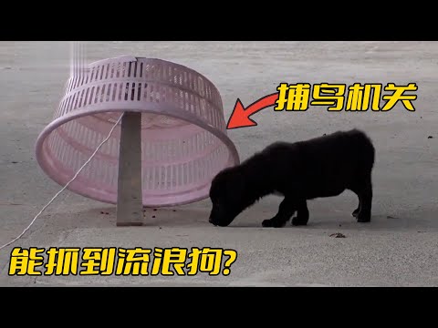 流浪狗跑來家裡