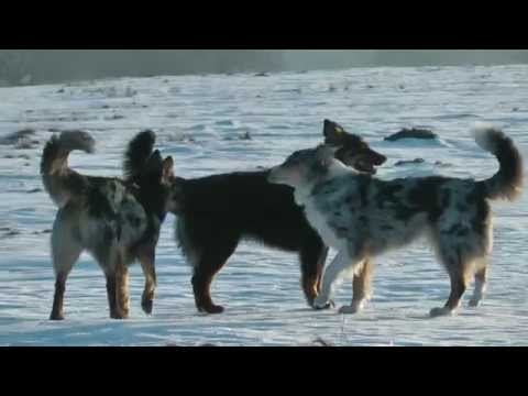 (4) "SKIJÖRING" mit 3 AUSSIE-Hündinnen im Hohen Westerwald - Fasching 2015