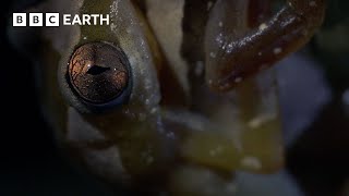 The Mating Ritual of Frogs | Narrated by David Attenborough | Africa | BBC Earth