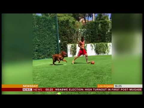 Lionel Messi playing with his dog 'Hulk' - BBC News - 31st July 2018