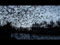 AaRON-RISE 