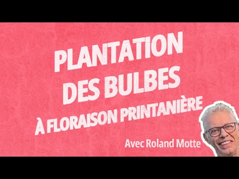 Quand et Comment Planter les Bulbes de Printemps ?