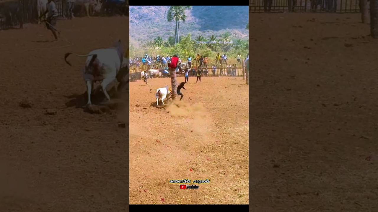 #jallikattu #shorts #bull #reels