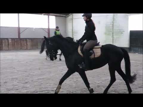 Lord leatherdale x Vivaldi 2014